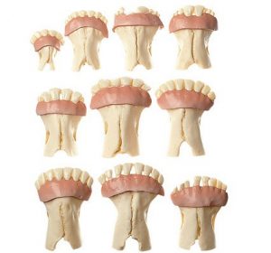 Models of Sets of Cow's Teeth