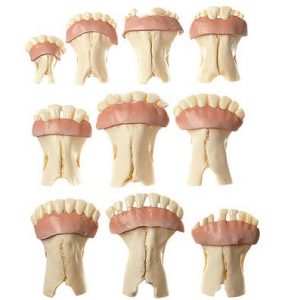 Models of Sets of Cow's Teeth