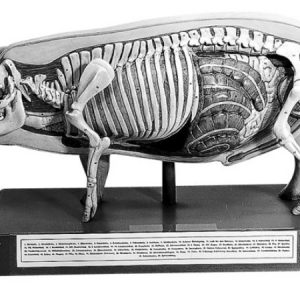 Model of the Pig for Demonstration 1/3 Natural Size.