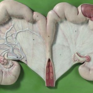 Uterus of the Pig with Fetus