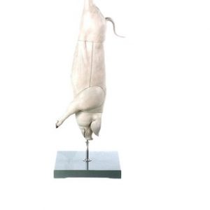 Model of the Carcass of a Pig 2/3 Natural Size 8 Parts
