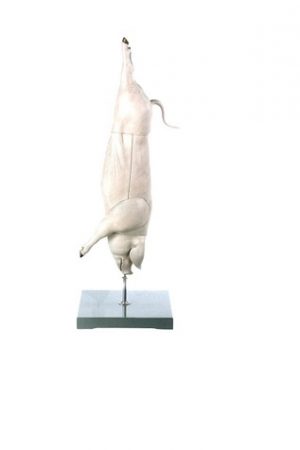 Model of the Carcass of a Pig 2/3 Natural Size 8 Parts