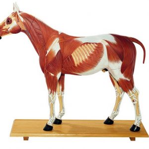 Horse Model 1/3 Life Size 14 Parts