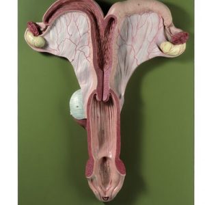 Genital Organs of a Mare