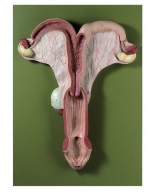 Genital Organs of a Mare