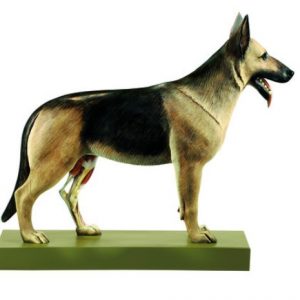 Model of a Sheep Dog