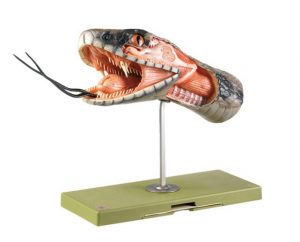 Anatomy of the Head of a Venomous Snake Anatomy of the Head of a Venomous Snake Enlarged Approx 15 Times - Image 2