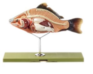Model of the Anatomy of a Bony Fish 4 Parts