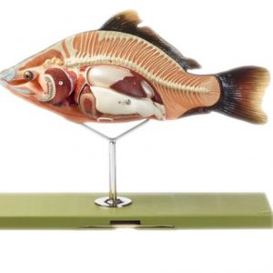 Model of the Anatomy of a Bony Fish 4 Parts