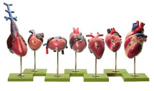 Models of Vertebrate Hearts 7 Models
