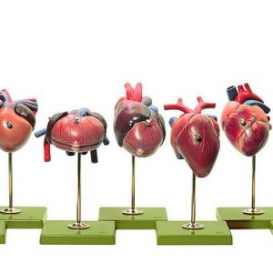 Models of Vertebrate Hearts 7 Models