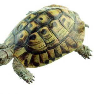 Hermanns Tortoise Male
