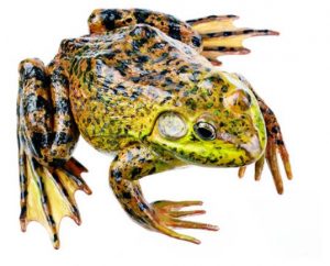 American Bullfrog Male