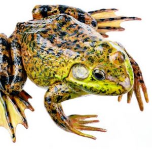 American Bullfrog Male