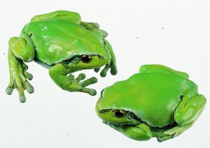 Common Tree Frog Female 2 Models