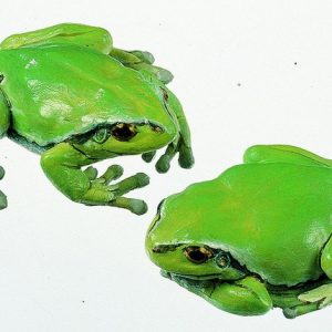 Common Tree Frog Female 2 Models