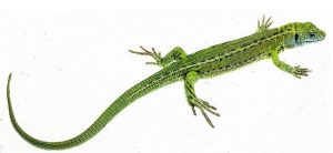 Green Lizard Female