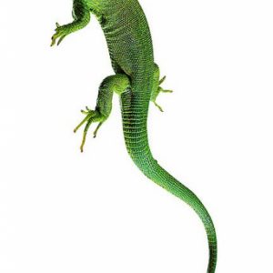 Green Lizard Male