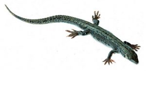 Viviparous Lizard Female