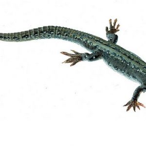 Viviparous Lizard Female
