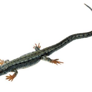 Viviparous Lizard Male