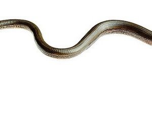 Slow Worm Female