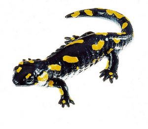Spotted Fire Salamander Female
