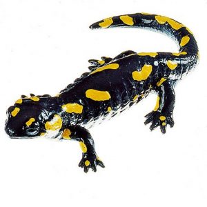Spotted Fire Salamander Female