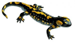 Spotted Fire Salamander Male