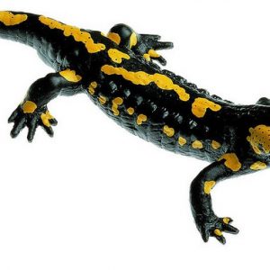 Spotted Fire Salamander Male