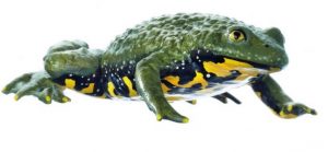 Yellow Bellied Toad Naturalny Rozmiar