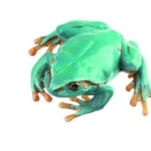 Common Tree Frog Natural Size Seldom Light Blue Variety Female