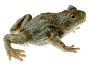 Midwife Toad Female Natural Size
