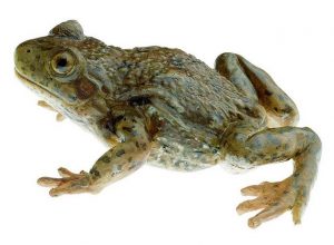 Midwife Toad Female Natural Size