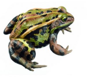 Pool Frog Natural Size Rana Lessonae - Image 2