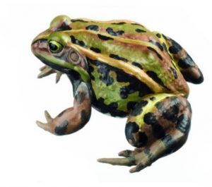 Pool Frog Natural Size Rana Lessonae