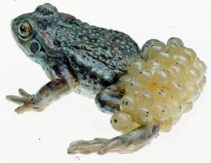 Midwife Toad Alytes Obstetricans Male with Spawn Natural Size