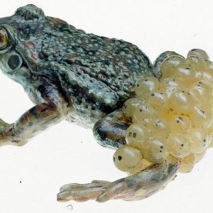 Midwife Toad Alytes Obstetricans Male with Spawn Natural Size