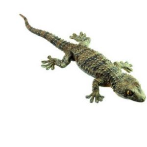Moorish Gecko Natural Size