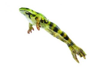 Jumping Edible Frog Male Natural Size