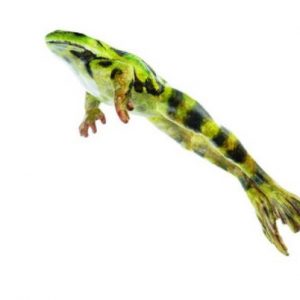 Jumping Edible Frog Male Natural Size