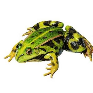Edible Frog Female Natural Size