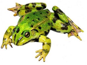Edible Frog Male Natural Size
