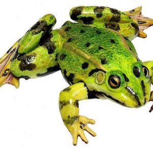 Edible Frog Male Natural Size