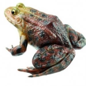 Marsh Frog Natural Size