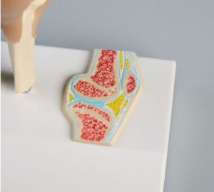 Miniature Knee Joint with Cross Section - Image 2
