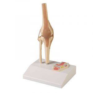 Miniature Knee Joint with Cross Section