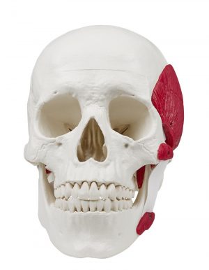 TMJ Model with Masticatory Muscles 3 Part