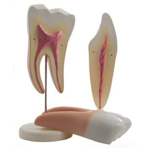 Tooth Models Disassemblable