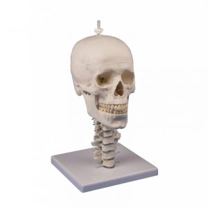 Skull Model 3 Parts with Skull Stand Cervical Spine